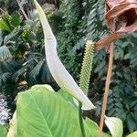 Spathiphyllum blandum Λουλούδι