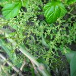 Polygonum plebeium অভ্যাস