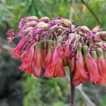 Kalanchoe × houghtonii Flower