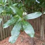 Quercus laurifolia Blad