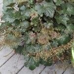 Heuchera longiflora Other