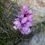 Dactylorhiza maculata Blomst