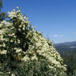 Clematis lasiantha Habit