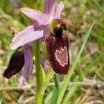Ophrys × flavicans Flower