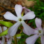 Saponaria officinalis 花