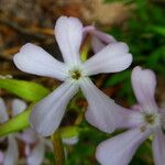 Saponaria officinalis Flor