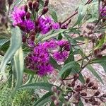 Vernonia fasciculata Flor