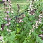 Salvia nemorosa পাতা