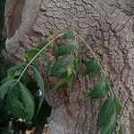 Ailanthus excelsa Φύλλο