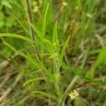 Castilleja indivisa 叶