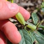 Crotalaria mitchellii Фрукт