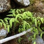 Gymnocarpium dryopteris Habitus