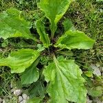 Plantago rugeliiLeaf