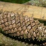 Pinus caribaea Fruto