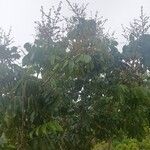 Dimocarpus longan Leht