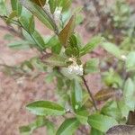 Chamaedaphne calyculata Flor