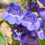 Penstemon glaber Flor