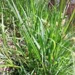 Carex vesicaria برگ