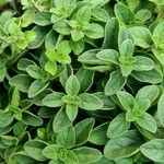 Origanum majorana Blad