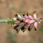 Platycapnos spicata 花