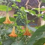 Brugmansia suaveolens Kukka