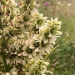 Veratrum album Flor