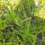 Carex bohemica Flor