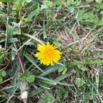 Taraxacum sect. TaraxacumBlüte