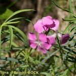 Dianthus rupicola Other