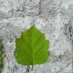 Crataegus submollis Leaf