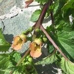 Scrophularia trifoliata Flower