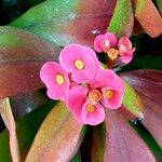 Euphorbia milii 花