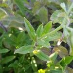 Myosotis laxa Leaf