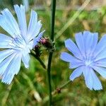 Cichorium endiviaFlors