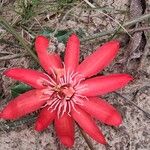 Passiflora quadriglandulosa Цвят