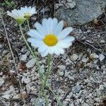 Leucanthemum graminifolium Flor