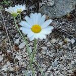 Leucanthemum graminifolium Цвят