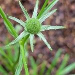 Eryngium integrifolium Цвят