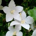 Campanula carpatica Virág
