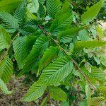 Carpinus orientalis Blad