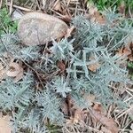 Lavandula × intermedia Leaf