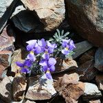 Viola diversifolia Цвят
