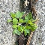 Polycarpon tetraphyllum Листок