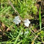 Chascanum hildebrandtii Fleur
