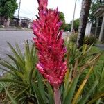 Aechmea distichanthaফুল