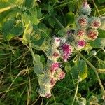 Arctium tomentosum Квітка