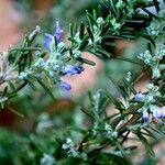 Salvia jordanii Folha