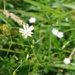 Stellaria graminea Blüte