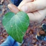 Hedera helixLeaf