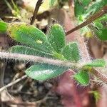 Lotus angustissimus Leaf